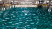 استخرهای پرورش ماهی از پوشش فوق آبگریز ایرانی بهره‌مند می‌شوند