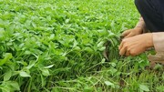 کِشت سبزیجات ۴۲ میلیارد ریال برای کشاورزان گیلان درآمدزایی دارد