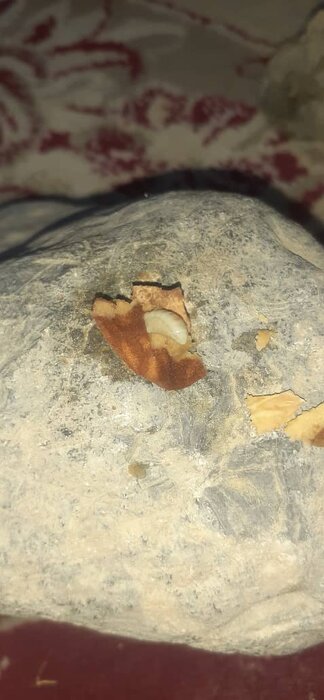 آفت در باغهای بادام بافت کرمان/ جهاد بیاطلاع، باغداران خسارتدیده