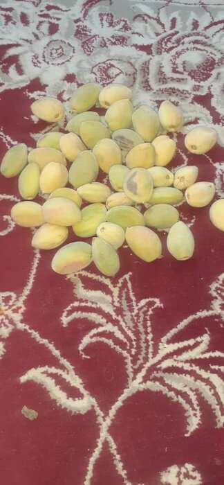 تلاش بادامکاران کرمان برای جبران خسارت آفت/جهاد: می توانند وام بگیرند