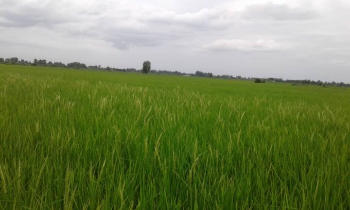 ظهور نخستین خوشههای طلایی برنج درپی روزها تلاش شالیکاران گیلان