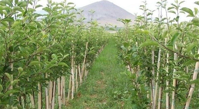 دادستان دماوند: نهالستان پایه رویشی با ورود مدعی العموم احیا می شود