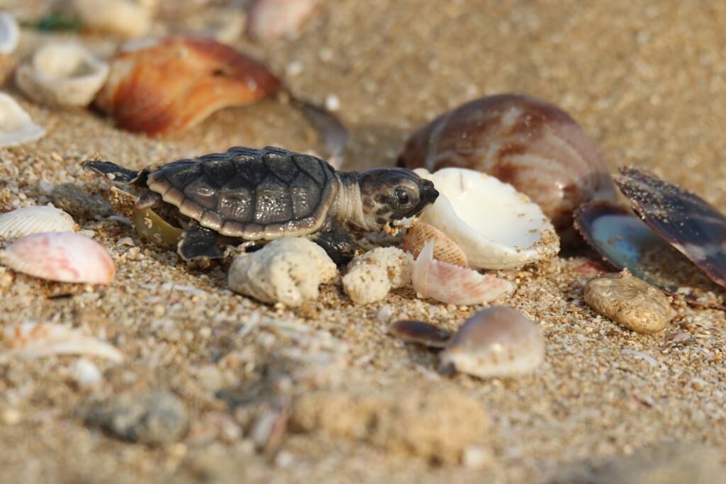۹۵۲ قطعه بچه لاکپشت در پارک ملی دریایی نایبند رها سازی شد