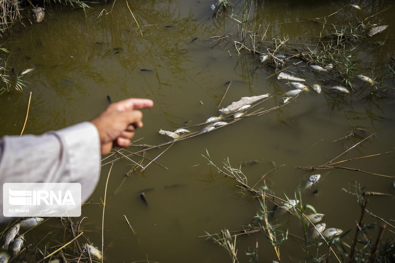 سموم کشاورزی ده ها ماهی در مانه و سملقان خراسان شمالی را تلف کرد سموم کشاورزی ده ها ماهی در مانه و سملقان خراسان شمالی را تلف کرد