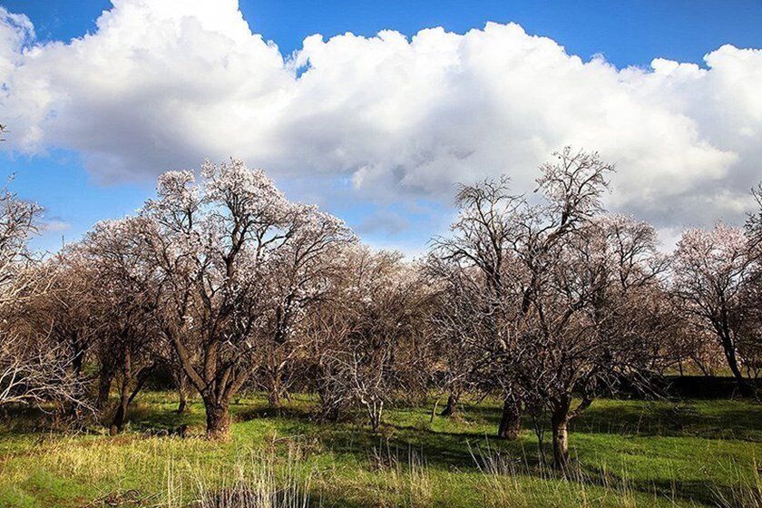 باغستانهای روستای آبتوت در گچساران از خشکیدگی نجات مییابد؟ باغستانهای روستای آبتوت در گچساران از خشکیدگی نجات مییابد؟