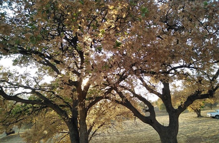 بیماری درختان بلوط کهگیلویه و بویراحمد بهبود می یابد؟