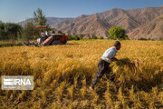 FAO: Irans Getreideproduktion um 13,5% gestiegen