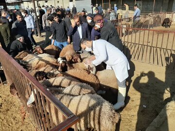 ۳۱ گروه دامپزشکی بر ذبح شرعی و بهداشتی دام عید قربان در استان همدان نظارت دارند