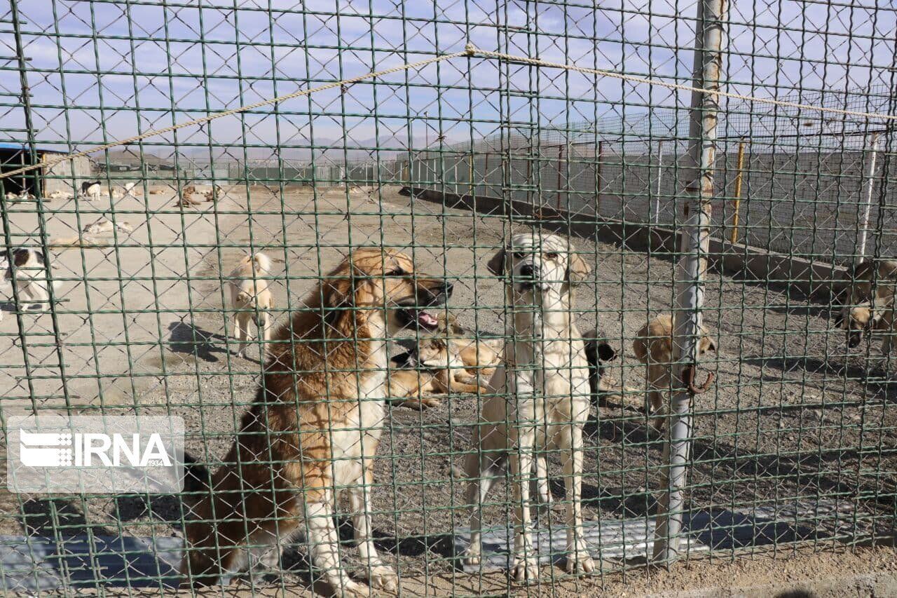 سرپرست محیط زیست دماوند کشتار سگ های منطقه گندک را تکذیب کرد