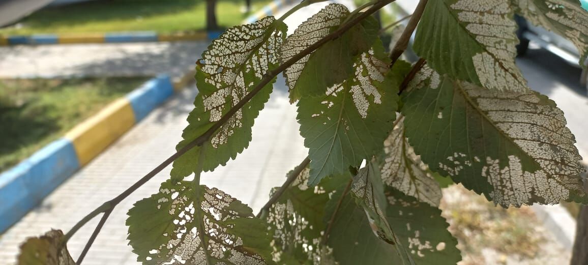 آفت سوسک برگخوار نارون بلای درختان فضای سبز شهر گیلانغرب شده است