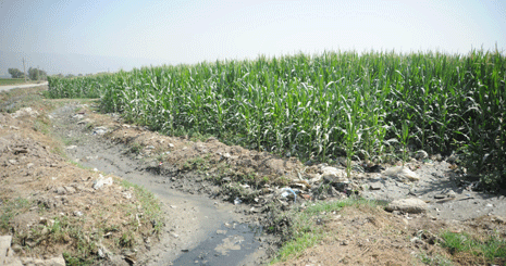 قصه ناتمام آبیاری مزارع با فاضلاب در شیراز + نقشه و فیلم