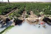 سه مزرعه با آبیاری غیربهداشتی در جنوب شیراز شناسایی شد/برخورد با کشاورزان خاطی
