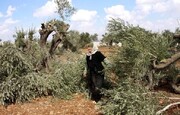 Los sionistas destruyen cientos árboles en las granjas palestinas