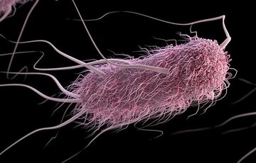 باکتری مهندسی شده ژنتیکی به جنگ سلول‌های سرطانی می‌رود