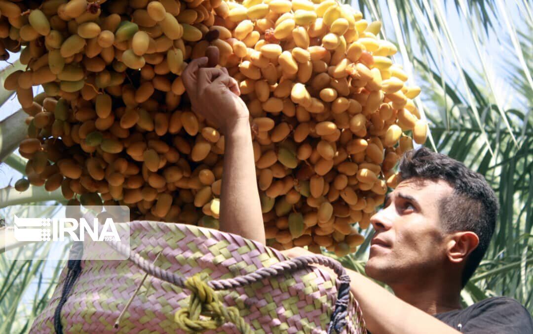 برداشت نوبرانه "خارک" از نخلستانهای استان بوشهر آغاز شد