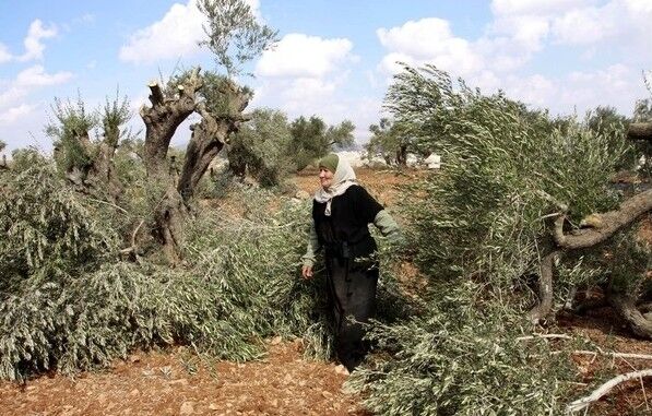 Los sionistas destruyen cientos árboles en las granjas palestinas