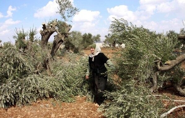 Zionisten zerstörten Hunderte palästinensischer Bäume