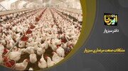 فیلم/ بررسی مشکلات صنعت پرورش مرغ گوشتی سبزوار در خراسان رضوی 