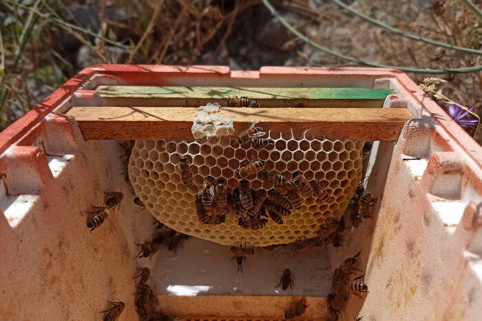 زنبوردار مشگینشهری ۱۱ هزار و ۲۰۰ ملکه زنبور عسل تولید کرد