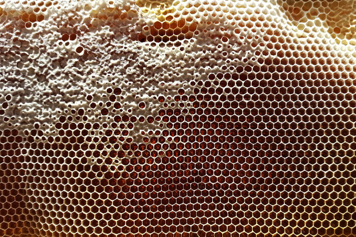 زنبوردار مشگینشهری ۱۱ هزار و ۲۰۰ ملکه زنبور عسل تولید کرد