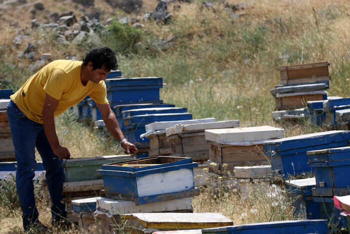 زنبوردار مشگینشهری ۱۱ هزار و ۲۰۰ ملکه زنبور عسل تولید کرد