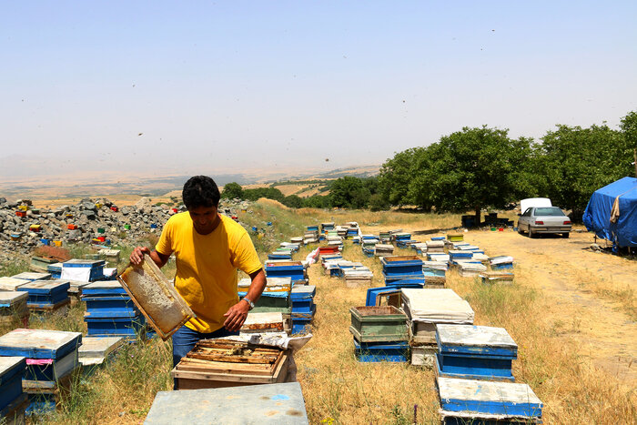 زنبوردار مشگینشهری ۱۱ هزار و ۲۰۰ ملکه زنبور عسل تولید کرد