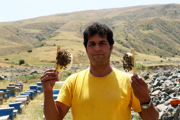 زنبوردار مشگینشهری ۱۱ هزار و ۲۰۰ ملکه زنبور عسل تولید کرد