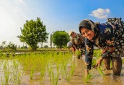 شرکت‌های دانش بنیان ۲۵ رقم جدید برنج در مازندران کشت می‌کنند