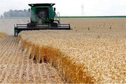  ذخیره گندم در استان اصفهان نسبت به سال قبل ۲ برابر افزایش یافت