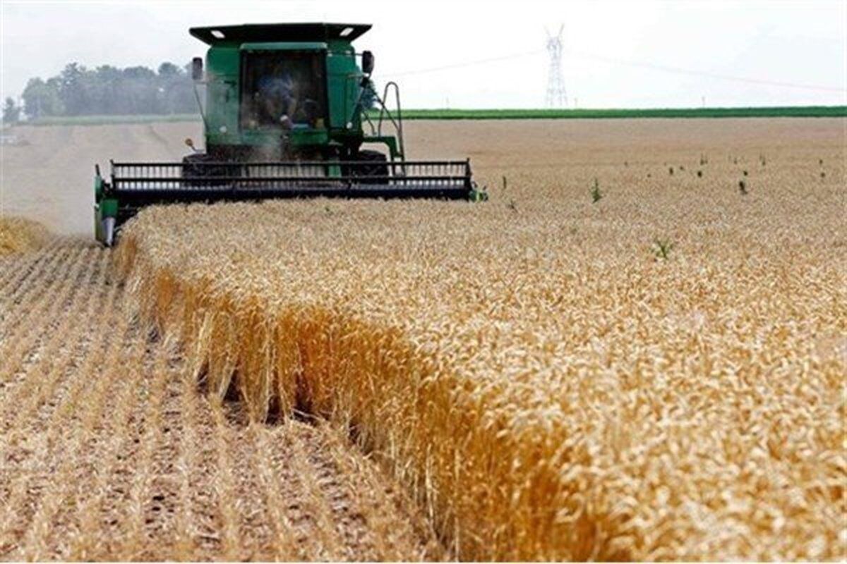  خرید تضمینی گندم در اصفهان نسبت به سال گذشته ۱۰۰درصد افزایش یافت