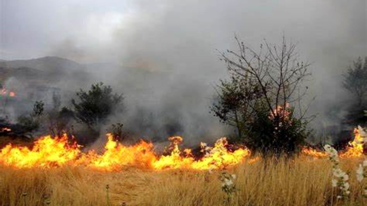 عاملان آتش سوزی مزارع کشاورزی در آبیک تحت پیگرد قانونی قرار گرفتند