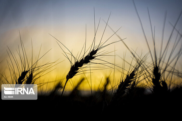 رشد ۵۰ درصدی خرید گندم در قزوین/ خشکسالی حریف اراده کشاورزان و دولت نشد