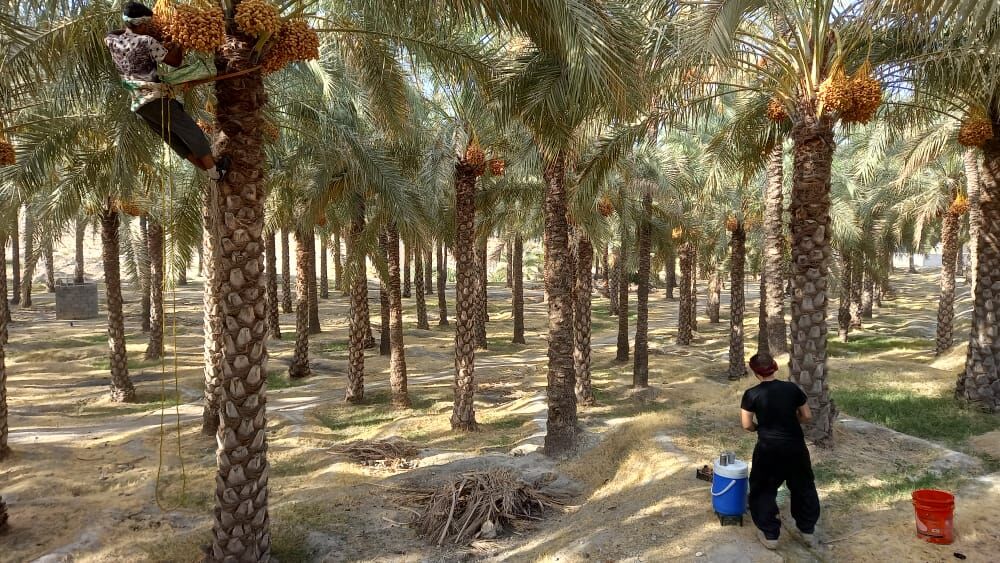 رطب نوبرانه دشتستان به بازار آمد