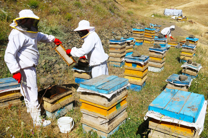 برداشت عسل بهاره از زنبورستانهای استان اردبیل آغاز شد