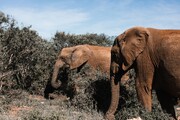 دی‌ان‌ای فیل‌ها نگرش تازه‌ای برای پژوهش سرطان ارائه می‌کند