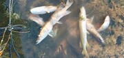 گرمای هوا و کاهش اکسیژن آب عوامل مرگ ماهیان در تالاب انزلی