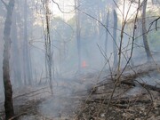 آتش سوزی در جنگل‌های رضوانشهر مهار شد