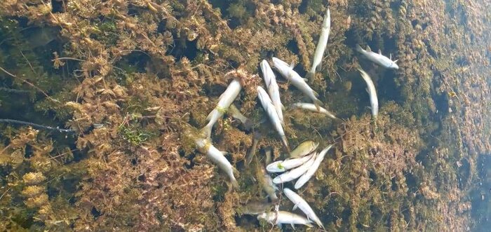 گرمای هوا و کاهش اکسیژن آب عوامل مرگ ماهیان در تالاب انزلی