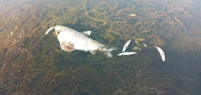 گرمای هوا و کاهش اکسیژن آب عوامل مرگ ماهیان در تالاب انزلی
