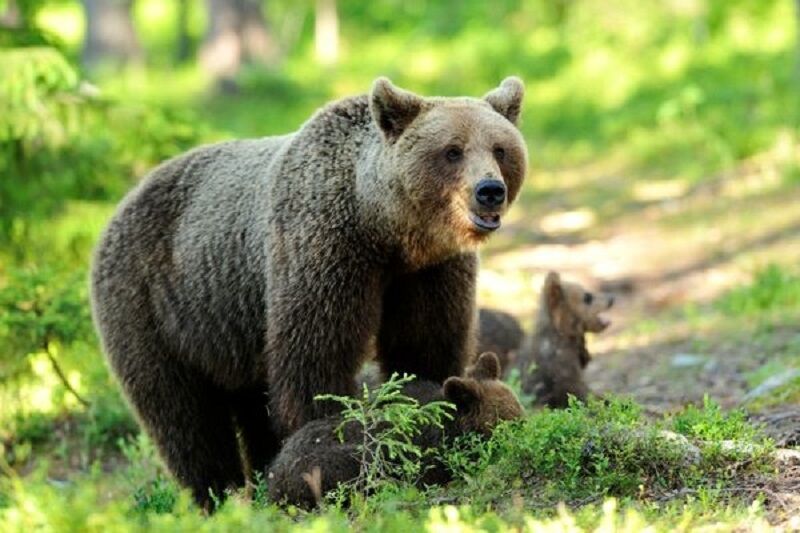 گردشگران به زیستگاه خرس قهوه‌ای سبلان نزدیک نشوند