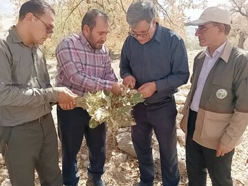 ۲۲ درصد جنگل‌های باشت دچار آفت پروانه برگ‌خوار سفید شد