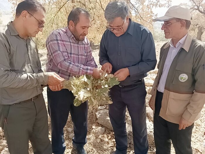 بیماری درختان بلوط کهگیلویه و بویراحمد بهبود می یابد؟