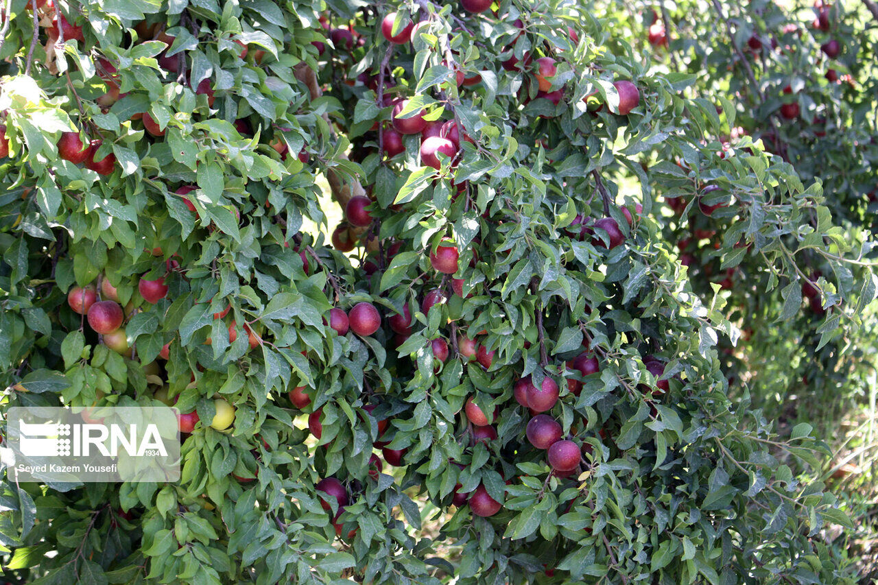 بیش از ۸ هزار هکتار مجتمع باغی در کردستان احداث می شود بیش از ۸ هزار هکتار مجتمع باغی در کردستان احداث می شود