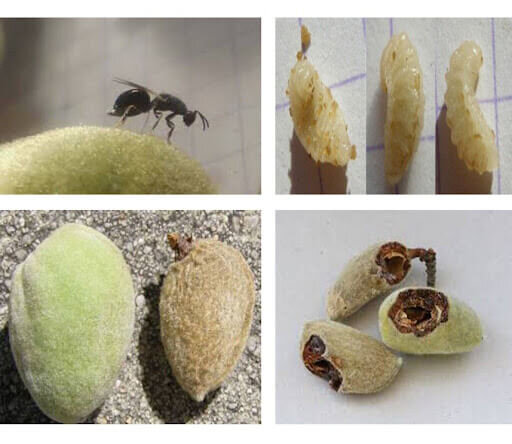 تلاش بادامکاران کرمان برای جبران خسارت آفت/جهاد: می توانند وام بگیرند