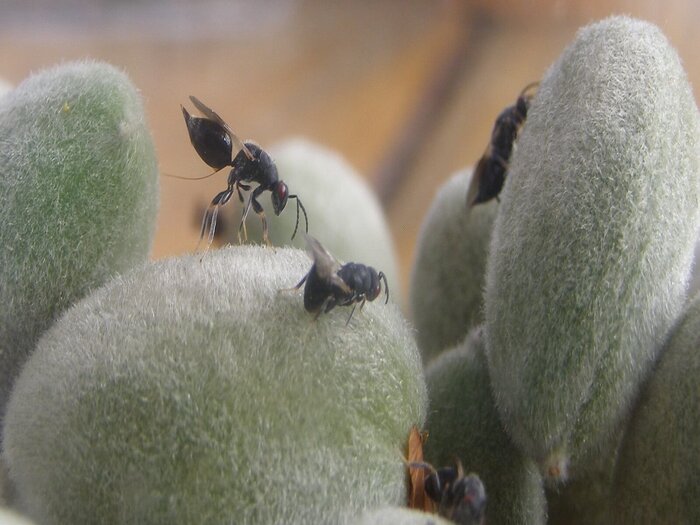 تلاش بادامکاران کرمان برای جبران خسارت آفت/جهاد: می توانند وام بگیرند