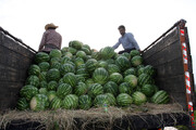 بازار کردستان اشباع از هندوانه‌های چابهار