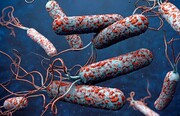 سه مبتلا به وبا در خراسان رضوی شناسایی شدند