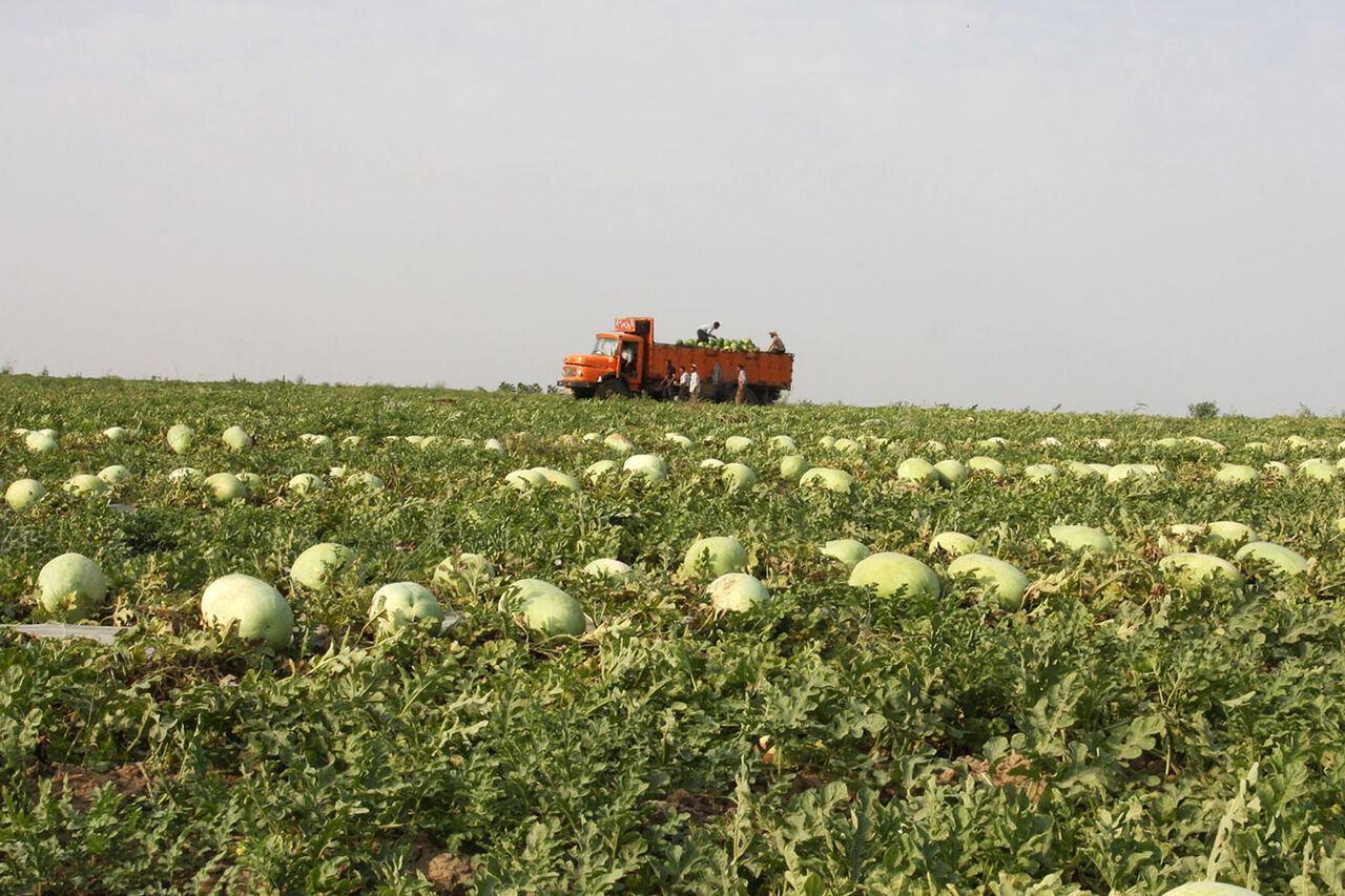 تولید سالانه ۷۰۰هزار تُن محصولات باغی و زراعی در قیروکارزین فارس