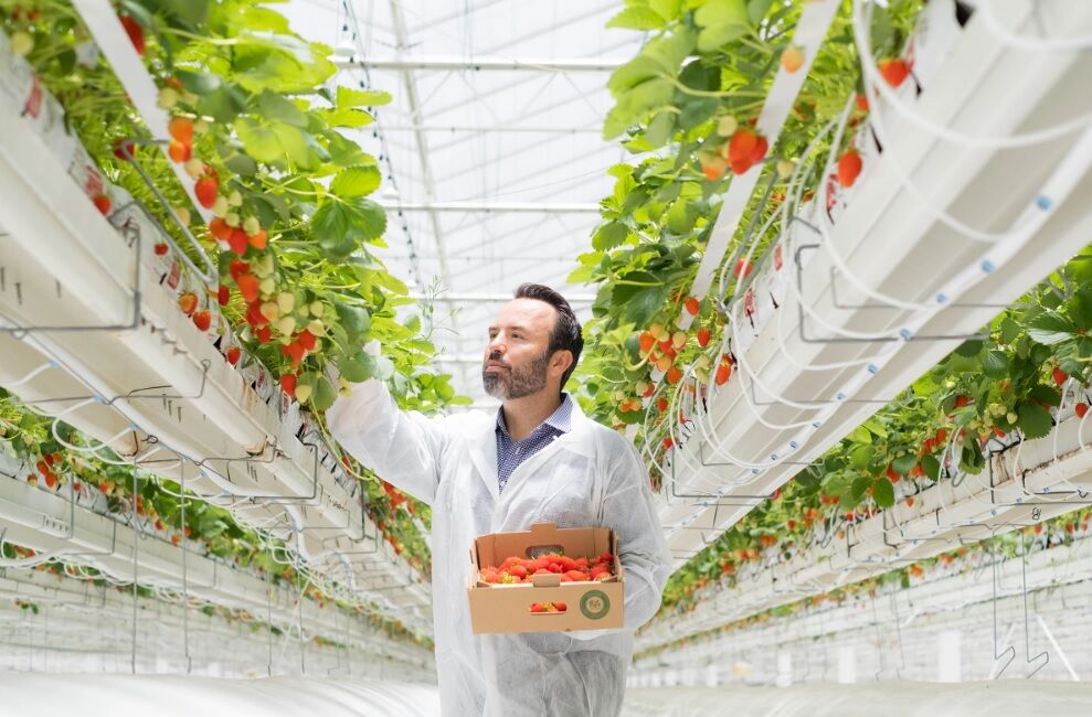 کاشت گوجه در بیابان با فناوری جدید کشاورزی + فیلم کاشت گوجه در بیابان با فناوری جدید کشاورزی + فیلم