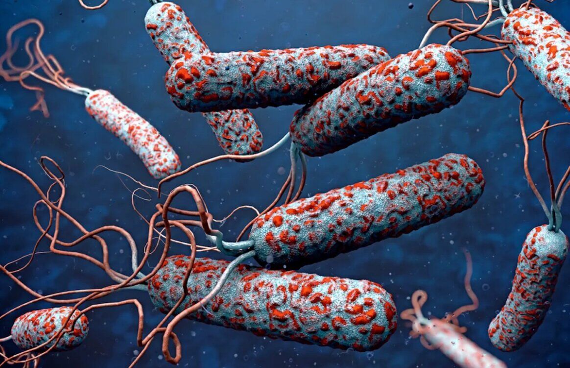 معاون علوم پزشکی جیرفت: 2 مبتلا به وبا شناسایی شدند
